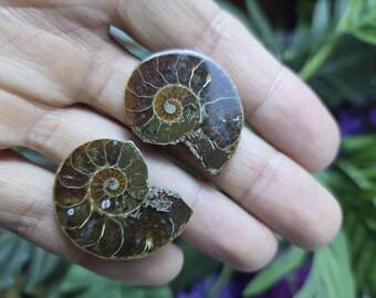Small Ammonite Pair - Friendship - Stone Gift - Fossil Shell