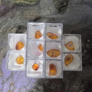 May include: Nine clear plastic display cases, each containing a piece of amber. The amber pieces vary in shape and size, with a warm, golden-orange hue. The cases are arranged in a grid pattern, showcasing the amber specimens.