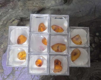 Small Baltic Amber with Insect Inclusion – 1 Piece