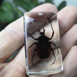Giant Stag Beetle Encased In Resin, Insect Specimen Pendant, Oddities and Curiosities, Cracked