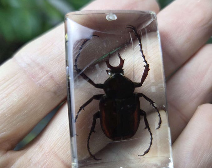 Giant Stag Beetle Encased in Resin, Insect Specimen Pendant, Oddities ...