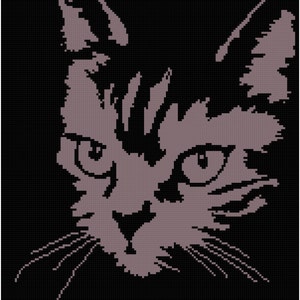 Puede incluir: Un primer plano de la cara de un gato, con un fondo negro y el pelaje del gato de color gris claro. Los ojos del gato están abiertos y mirando directamente al espectador.