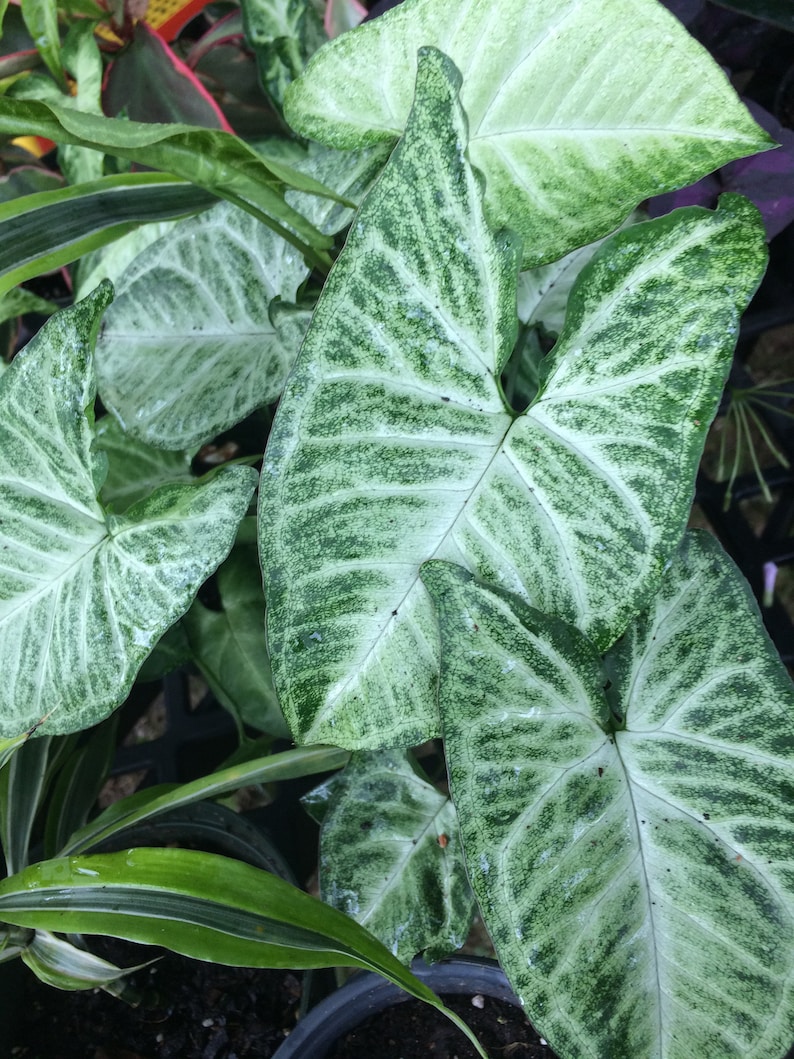 Variegated Arrowhead Plant Syngonium Easy House Plant Etsy