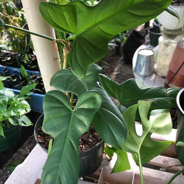 Philodendron Bipennifolium, Horsehead Philodendron Easy Tropical Vining House Plant