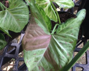 Pink Splash Syngonium, EASY House Plant, Vining Plant