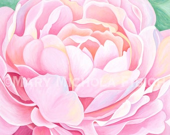 Peony 'Mrs. Franklin D. Roosevelt' by Mary Michola Fibich, Pale Pink Peony Watercolor Fine Art Print, Heirloom Flower, Botanical Wall Art