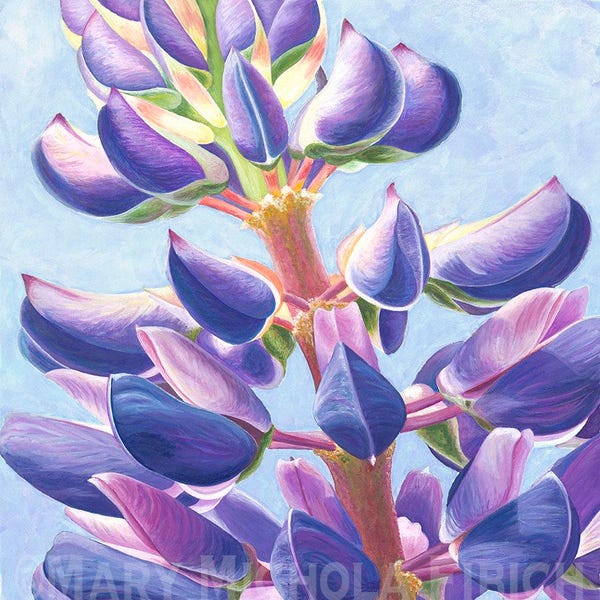 Lupinus 'Perennis' by Mary Michola Fibich, Purple and Blue Lupine Print, Maine Wildflower, Maine Art, Watercolor Lupine, Flower Print~
