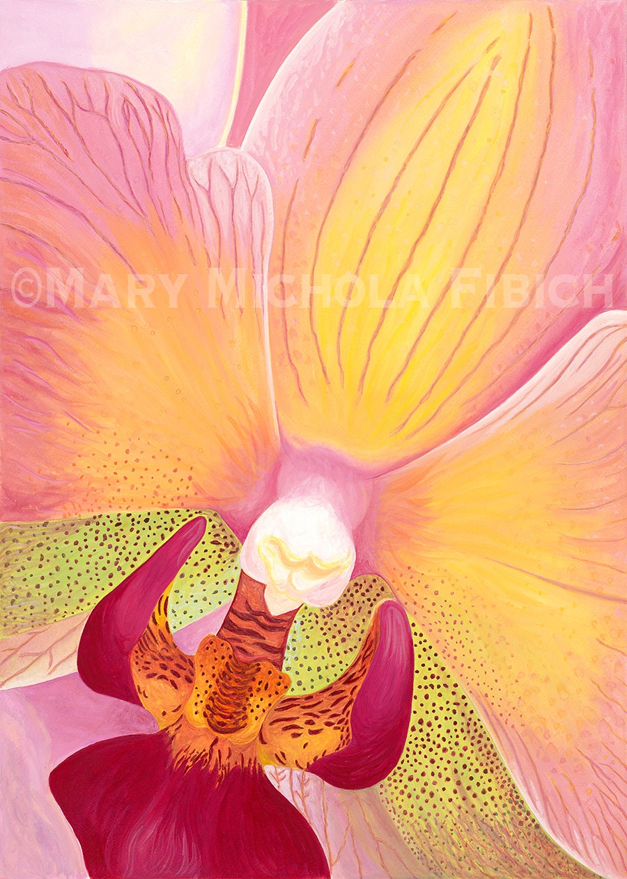 Pink and Yellow Orchid Fine Art Print, Phalaenopsis 'irene's Flame