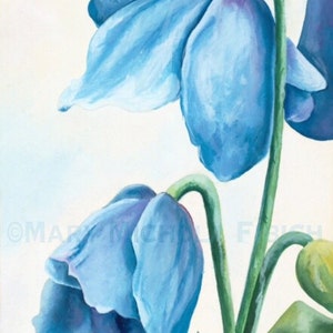 Meconopsis 'Lingholm' by Mary Michola Fibich, Himalayan Blue Poppy, Watercolor Poppy Print, Blue Poppy Wall Art, Fine Art Floral Print image 1