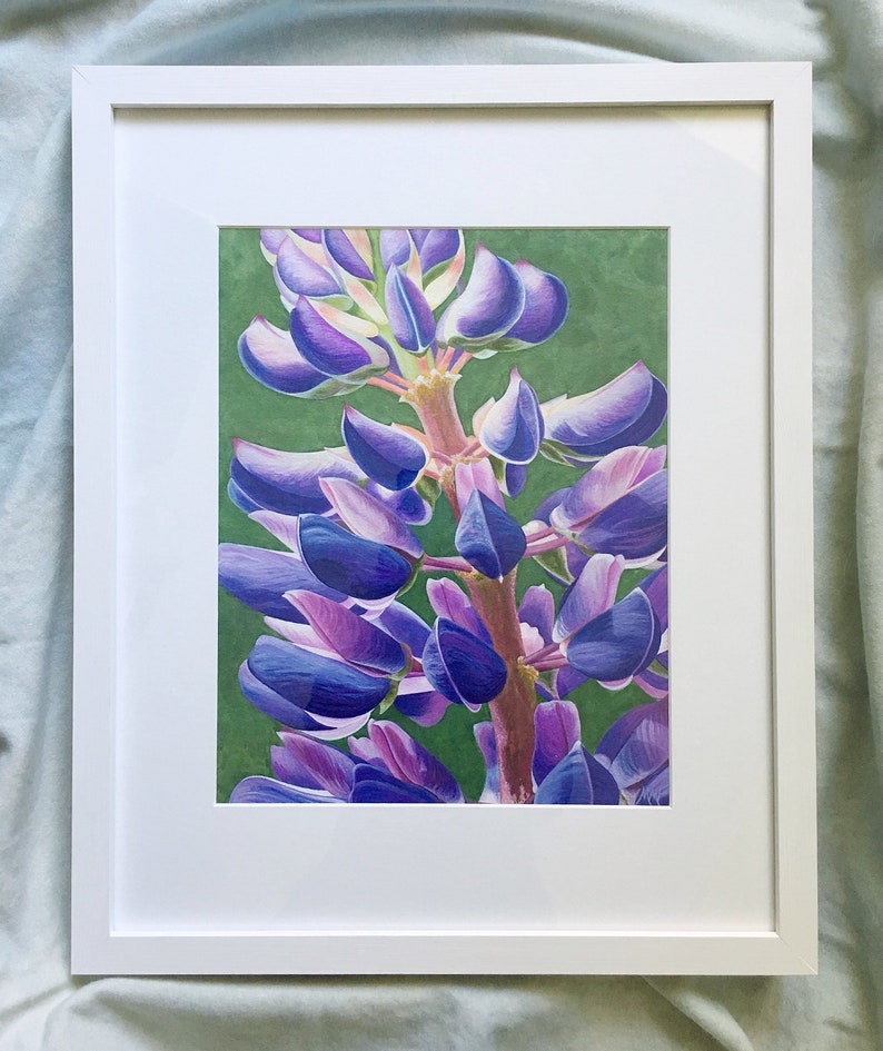 Fine Art Flower Giclee Print, Hand-Signed, Watercolor Painting, Maine Art, Flower Print, Lupinus 'Perennis' by Mary Michola Fibich image 2