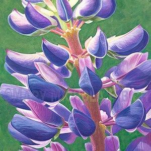 Fine Art Flower Giclee Print, Hand-Signed, Watercolor Painting, Maine Art, Flower Print, Lupinus 'Perennis' by Mary Michola Fibich image 1