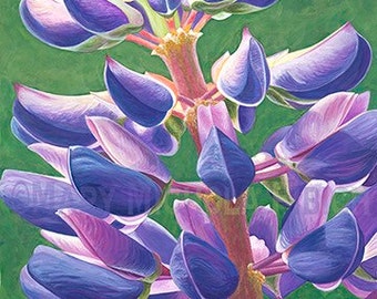 Fine Art Flower Giclee Print, Hand-Signed, Watercolor Painting, Maine Art, Flower Print, Lupinus 'Perennis' by Mary Michola Fibich