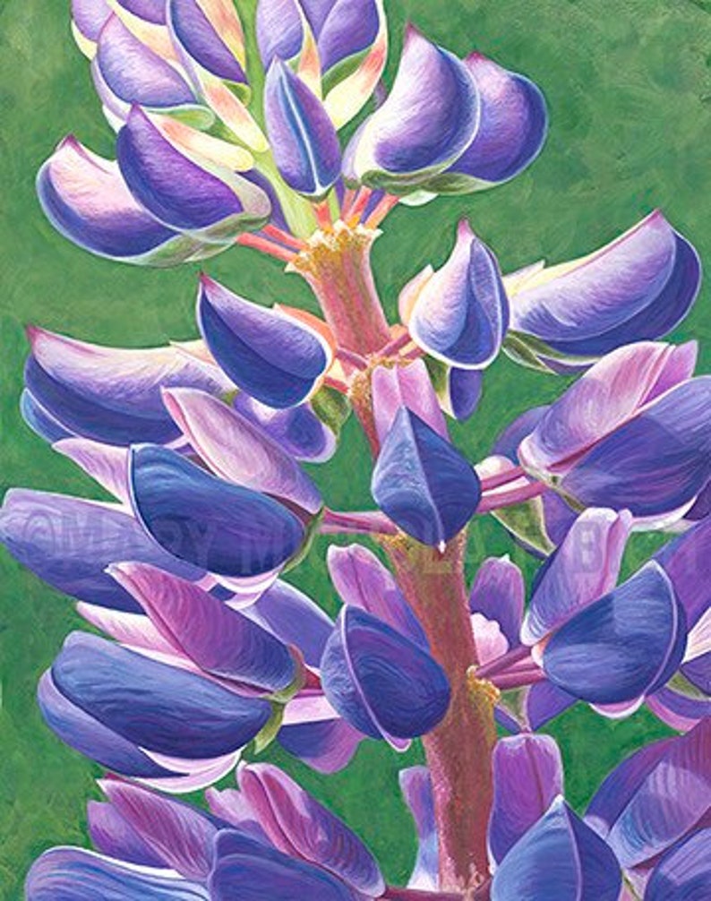 Fine Art Flower Giclee Print, Hand-Signed, Watercolor Painting, Maine Art, Flower Print, Lupinus 'Perennis' by Mary Michola Fibich image 1