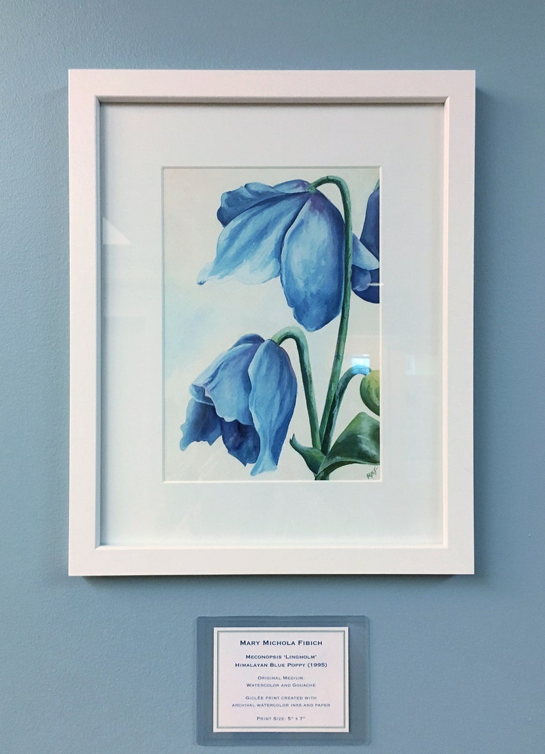 Meconopsis 'Lingholm' by Mary Michola Fibich, Himalayan Blue Poppy, Watercolor Poppy Print, Blue Poppy Wall Art, Fine Art Floral Print image 5