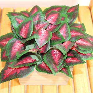 Coleus künstliche Pflanze in Holzpflanzer Zimmerpflanze Frühling Herzstück Hochzeit Lamiaceae Blumenkorbgesteck