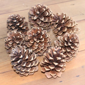 May include: A collection of eight brown pine cones with a light brown, almost white, colour on the edges of each cone.