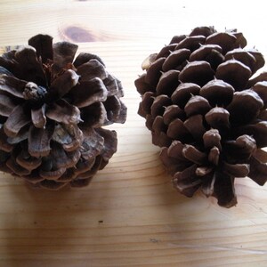May include: Two brown pine cones, one with a more rounded shape and the other with a more pointed shape.