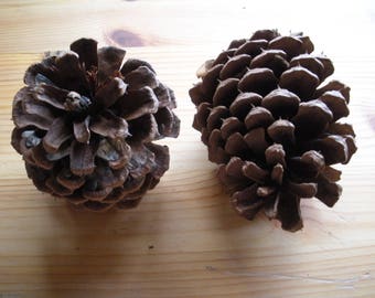 May include: Two brown pine cones, one with a more rounded shape and the other with a more pointed shape.