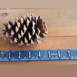 ONE EXTRA LARGE Unbroken Arizona ponderosa pinecone-washed and cleaned- natural organic-winter-Christmas decorations-pine cone-diy wreath
