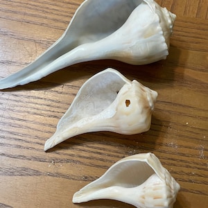 Atlantic Whelk Sea Shells: Fort Pierce Florida Beach Finds (Set of 3)