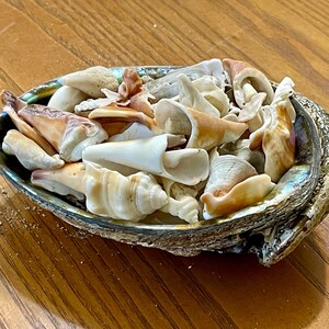 Beachy Sea Shell Assortment in a Natural Green Abalone Sea Shell 6.5 ...