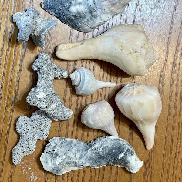 Bag of Nine Sea Shell Assortment - Collected from the Beaches of the Atlantic Ocean in South Florida
