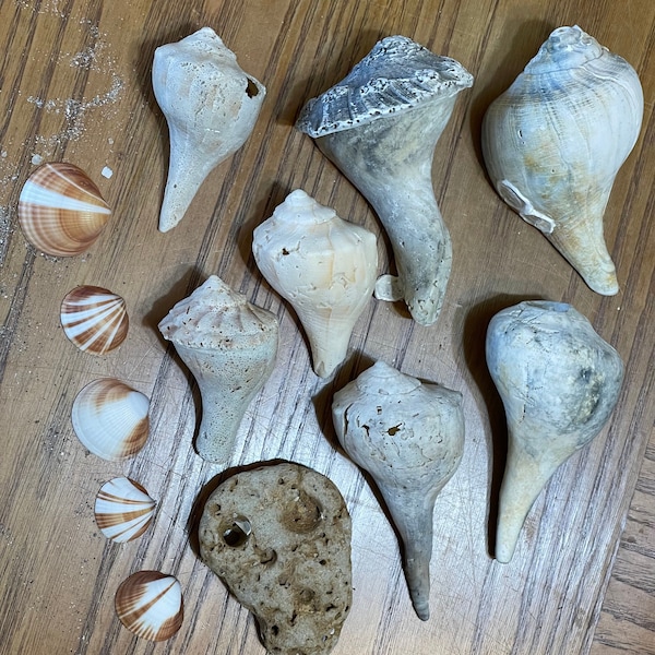 Bag of Thirteen Sea Shell Assortment - Collected from the Beaches of the Atlantic Ocean in South Florida