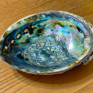 Beachy Sea Shell Assortment in a Natural Green Abalone Sea Shell 6.5 ...