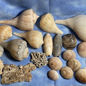 Atlantic Ocean Sea Shell Assortment: Moon Snail & Conch Shells