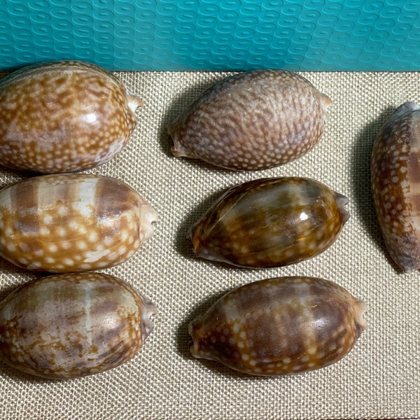 Cowrie Seashells - Cypraea Shell - Your choice of 7 - from 3" to 3-1/2" each - Brown Spotted - Beachy Decor - Craft Supply - Nautical