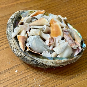 Beachy Sea Shell Assortment in a Natural Green Abalone Sea Shell 6.5 ...