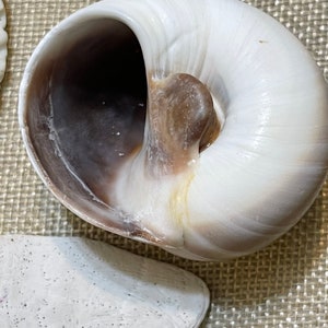 Bag of Fifty-one Sea Shell Assortment Recently Collected From - Etsy