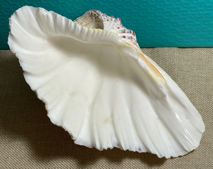 Large Beautiful Clam Shell - 9