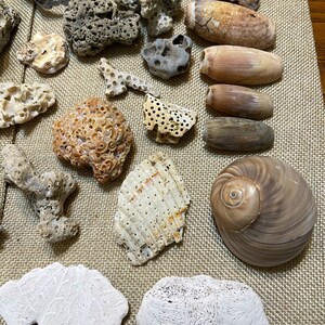 Bag of Fifty-one Sea Shell Assortment Recently Collected From - Etsy