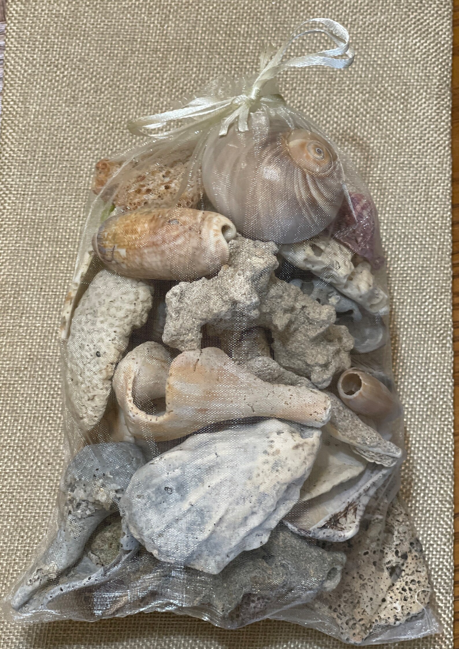 Bag of Fifty-one Sea Shell Assortment Recently Collected From - Etsy