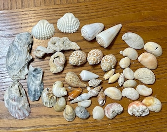 Tropical Treasure: 44 Exquisite Atlantic Ocean Seashells from South Florida Beaches
