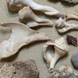 Bag of Fifty-one Sea Shell Assortment Recently Collected From - Etsy