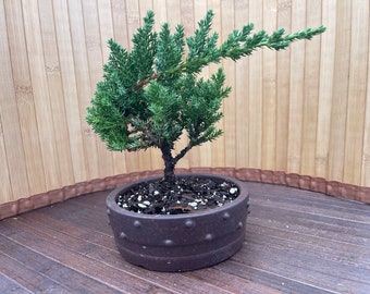 Bonsai