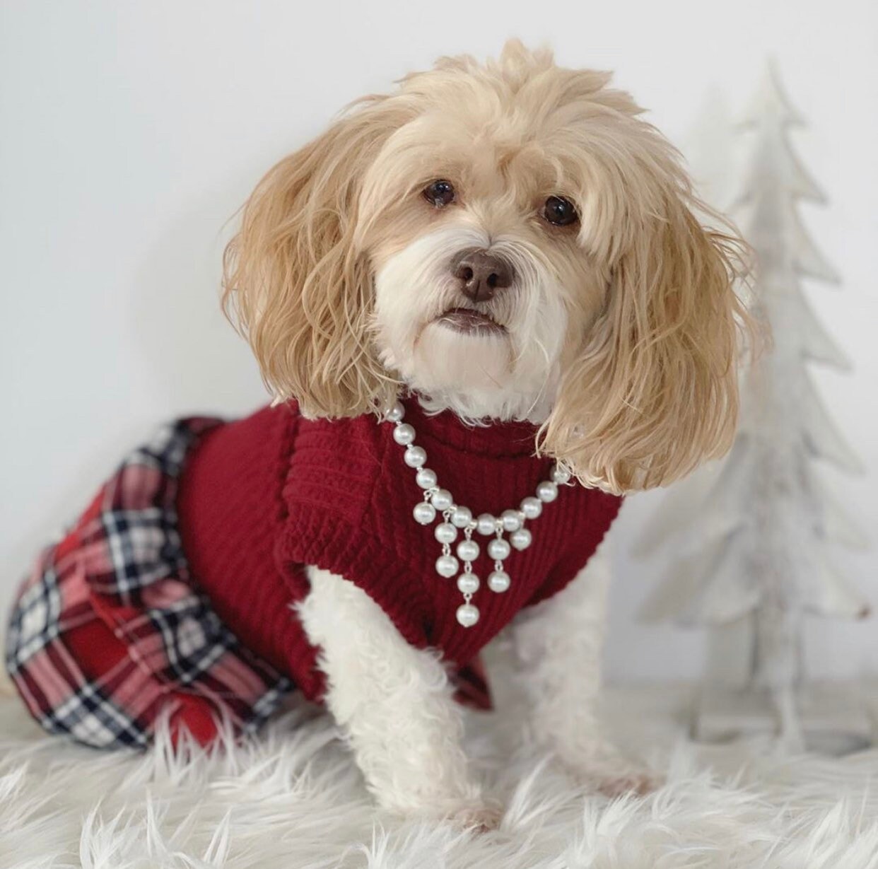 Pet jewelry deals