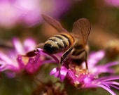 Photography BEE print photography. Macro photos Close up colorful purple flowers environmental wall art, orange black honey bee