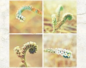 Digital Download flower Photo set of 4 AUTUMN Season Flowers Wall Art Macro 'Cats Curls' SET-03 Photography scenic orange green hues