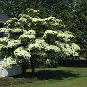 10 pcs white Chinese flowering dogwood Seeds