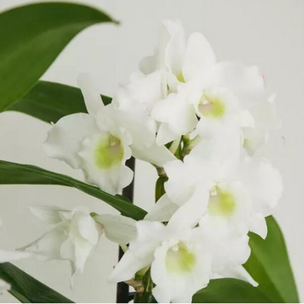 50 pcs Dendrobium orchids seeds WHITE