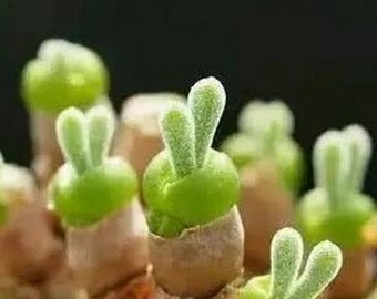 100 Monilaria moniliforme Bunny Succulent, Rabbit Ear seeds