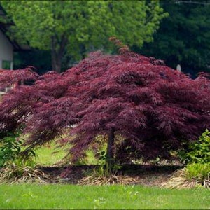 4 CUTTINGS 6" Crimson Queen Lace leaf Weeping Japanese Maple