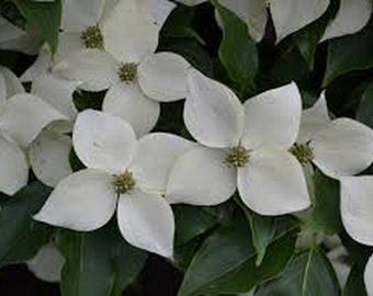 4 White Flowering Dogwood Tree Unrooted cuttings!