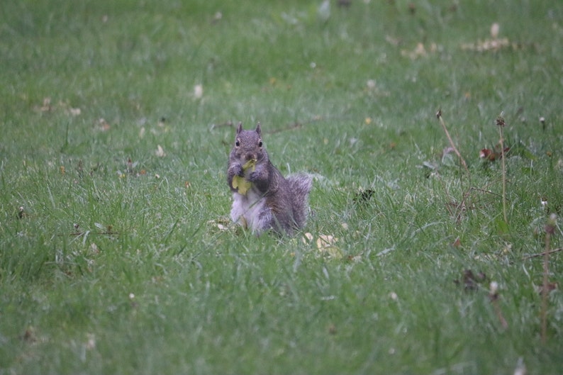2024-squirrel-wall-calendar-etsy