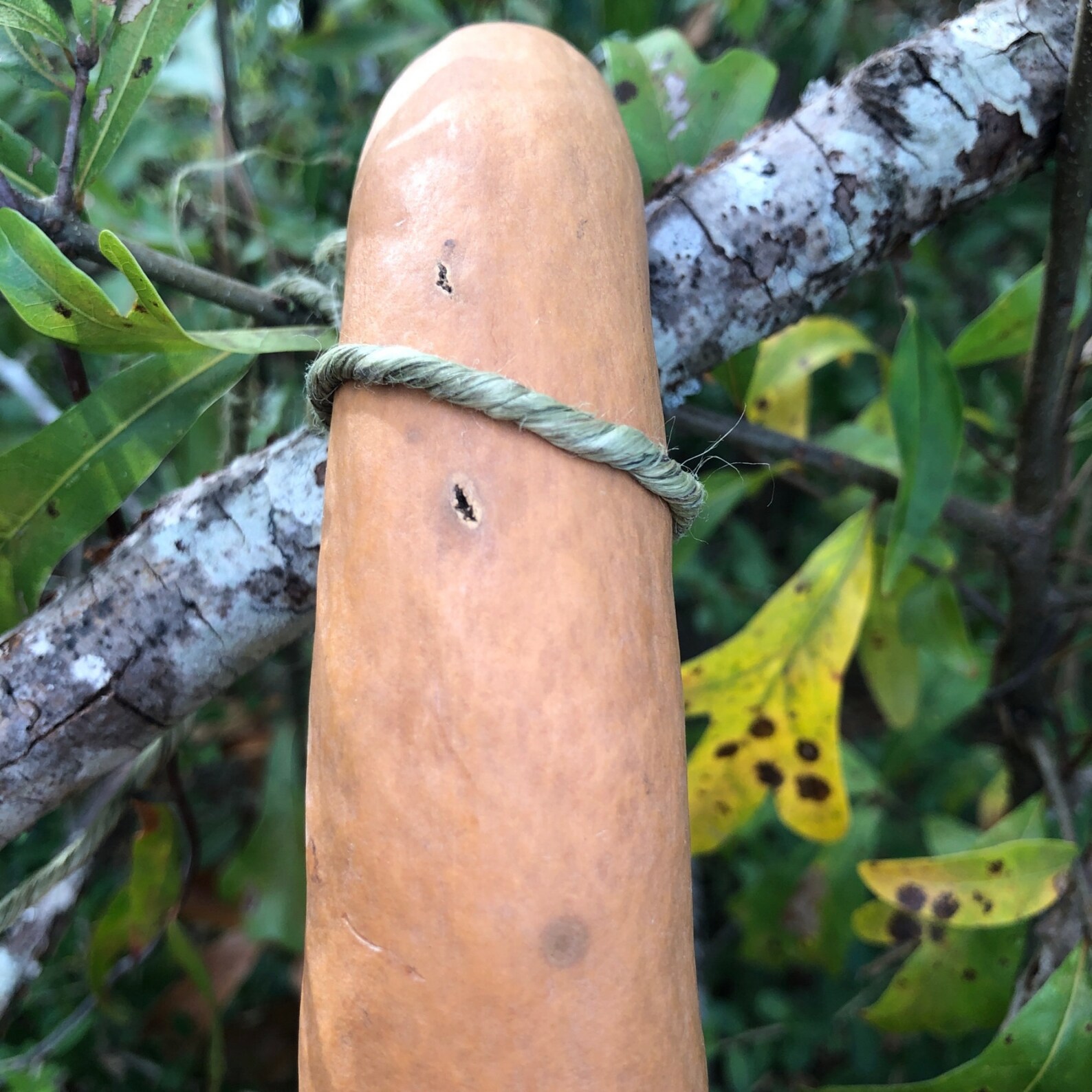 Maranka or Caveman Club Gourd Birdhouse Natural Cleaned Etsy