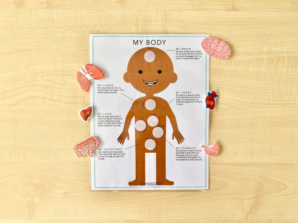 My Body Human Anatomy Matching Game Darker Skin. Learn Human Etsy