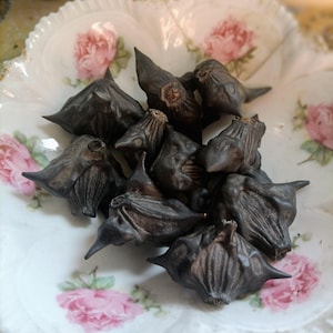 Devils Pods/ Bat Nuts Natural Curio Set of 2 (Protection, Banishing, Warding) Ward Off Evil